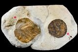 Two Fossil Leaves (Zizyphoides & Davidia) - Montana #165037-2